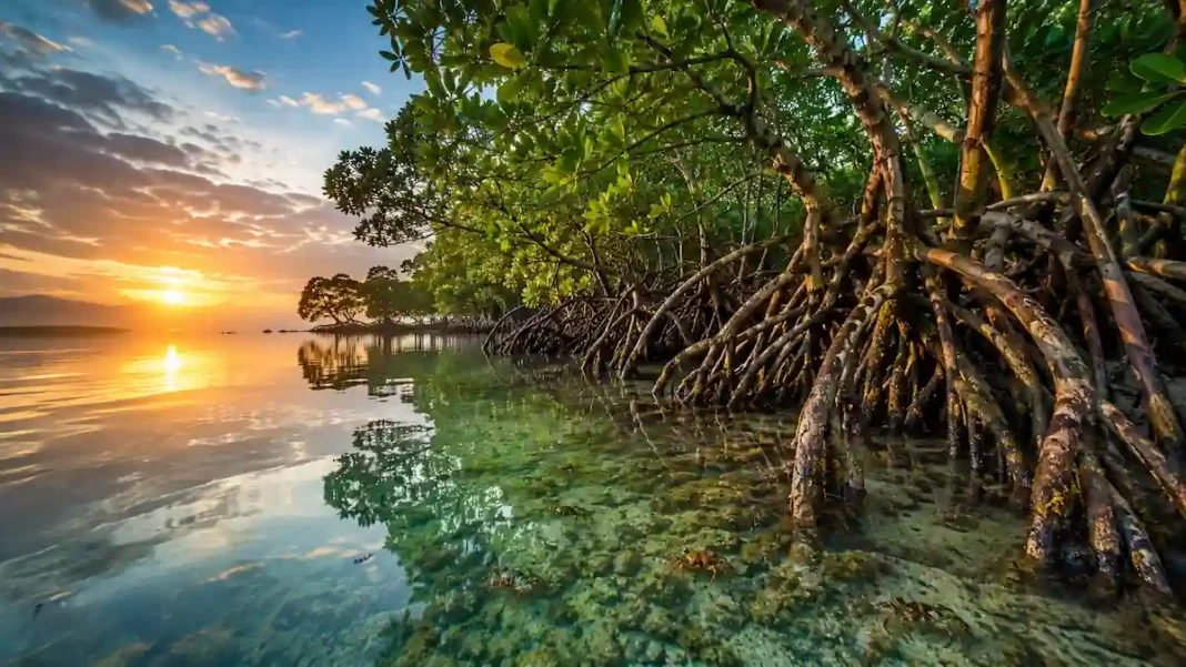 Hutan mangrove yang lebat di kawasan pesisir Indonesia dengan akar bakau yang menjulang, air laut yang tenang, serta sinar matahari pagi yang menerangi ekosistem alami.
